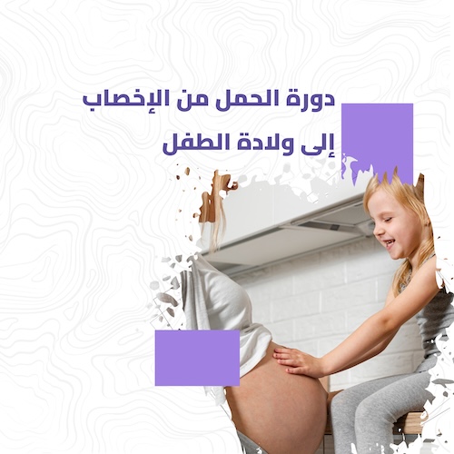 دورة الحمل من الإخصاب حتى ولادة الطفل