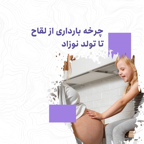 چرخه بارداری از لقاح تا تولد نوزاد